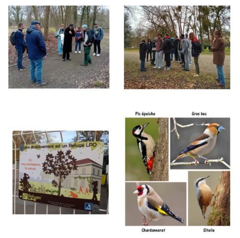 Découverte des Oiseaux du parc de la Cité Scolaire - Cité scolaire de ...